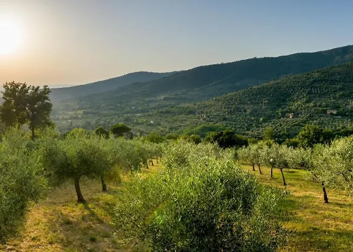 Fringuello - Sofora Cortona